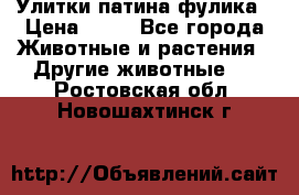 Улитки патина фулика › Цена ­ 10 - Все города Животные и растения » Другие животные   . Ростовская обл.,Новошахтинск г.